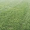 百慕大 台湾草坪 天然人工密度高耐践踏 草坪草皮