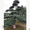 造型罗汉松 观造型 乔木 灌木 苗圃 工程苗