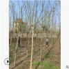 垂柳 3-15公分 品种齐全 精品苗 土球好 苗木好 优质苗 萧山苗圃