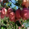 洋硕苗圃出售优质苹果苗1-5年苹果小苗 红富士苹果苗果大脆甜高产