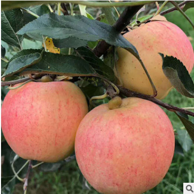 厂家直销新品旮旯苹果基地批发金瑞园艺果树苗木新品种苹果树苗