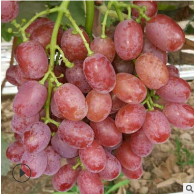 正宗浪漫红颜葡萄苗高纯度葡萄苗繁育基地量大优惠只卖合理价
