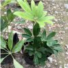鸭脚木批发 八方招财 观叶绿植盆栽鹅掌柴