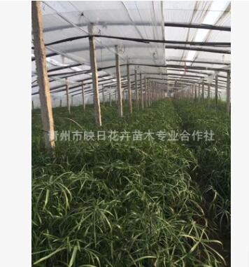 青州水生植物批发 盆栽旱伞草 水竹 风车草 改善水质 河道绿化