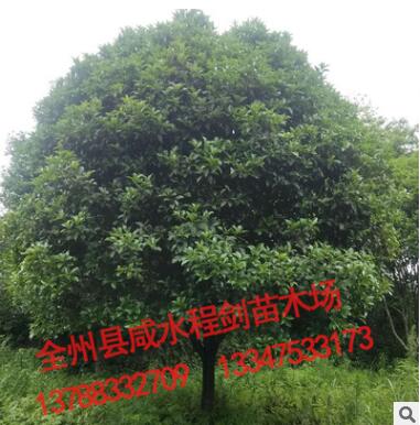 桂花树 直径20-22公分