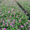 长春花小袋苗高20-25cm中山时花基地直销
