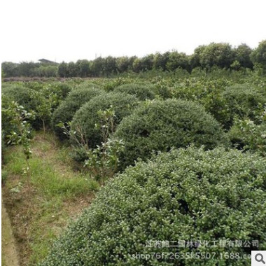 基地直销龟甲冬青小苗 龟甲冬青床苗绿化工程苗木 规格齐全