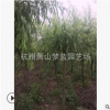 垂柳 3-18公分 精品苗 造型好 土球好 乔木 灌木 城市行道树 苗圃