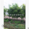 鸡爪槭 1-20公分 灌木 乔木 行道树 规格齐全 园林 绿化 萧山苗