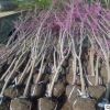 紫荆 紫荆苗 基地直供 绿化树木 大量批发