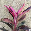 红叶朱蕉即可盆栽亦可灌纵 是优质彩叶绿植带土球发货