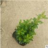 花厂供应盆栽小叶黄杨 基地批发多种绿植工程树苗带土球发货