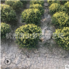 龟甲冬青球 冠60-80 绿化 灌木 常绿型 苗木 规格 品种 齐全