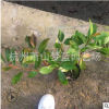 红叶石楠 大杯苗 高度40-50 精品苗 成活率高 园林 绿化 道路苗