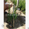 龙柏 杯苗 根系旺 成活率 高 园林 绿化 工程 萧山 苗木 直销