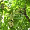银杏小苗嫁接银杏树苗种植行道风景树园林景观植物嫁接树批发苗木