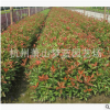 红叶石楠 扦插苗 品种规格 齐全 裸根 成活率 高 萧山 园林 苗木