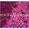 矮牵牛 土球好 冠幅好 花灌木 地被 球类 色块类 草花类 乔木园林