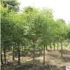 丁香可开花植物 庭院绿化盆栽 花坛绿化苗木庭院观赏丁香花树