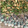 批发广玉兰小苗 公园行道风景树 庭院观赏花卉 根系发达 基地直销