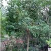 乌桕树苗批发 行道树风景树 规格齐全 乌桕苗 基地工程绿化