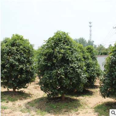 桂花树苗 盆栽地栽苗 观赏风景苗园林常绿苗 芳香花卉植物盆栽