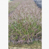 观赏草基地批发盆栽紫叶狼草 色彩植物紫叶狼尾草 大宗苗木采购