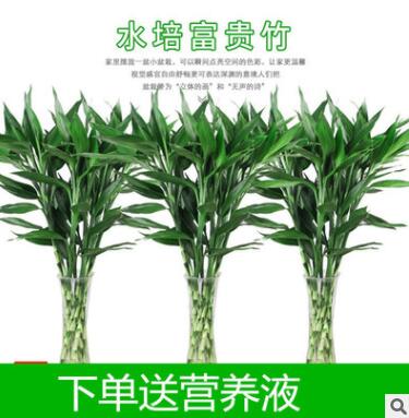 水培富贵竹办公室盆栽绿植盆景水生植物水养转运竹观音竹净化空气