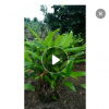 蝎尾蕉 园林盆栽　金嘴蝎尾蕉批发