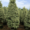 绿篱孤植皆可星光榕　极高观赏花叶榕