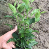 扶桑花 基地直销 吊钟大红花