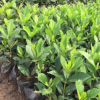 基地批发绿植小盆栽澳洲鹅掌柴带土球发货 花八叶易养活