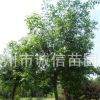 定州乔木白蜡 白蜡批发销售白蜡苗木基地