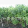 高杆矮杆嫁接金叶白蜡4-6公分河北金叶白蜡