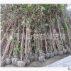 紫荆 土球好 冠幅好 精品 优质苗 园林 绿化 批发 苗 圃 直 销