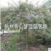 羽毛枫 土球好 冠幅好 花灌木 地被 球类 色块类 草花类 乔木萧山