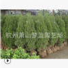 桧柏直升 土球好 冠幅好 花灌木 地被 球类 色块类 草花类 乔木
