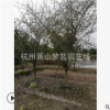 垂丝海棠 土球好 冠幅好 花灌木 地被 球类 色块 草花类 苗圃直销