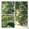 五针松 土球好 冠幅好 花灌木 地被 球类 色块类 乔木类 萧山苗圃