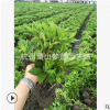 夏鹃 梦蓝 园艺 公司 批发 工程 绿化 行道树 规格 品种 齐全萧山