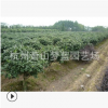 无刺构骨球 土球好 冠幅好 花灌木 地被 球类 色块类 草花类 齐全