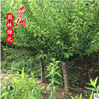 红梅 嫁接红梅 规格齐全红梅批发 绿梅 行道树风景树批发