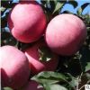 2公分苹果苗高产品质优早熟苹果苗现挖现卖根系发达新品种苹果苗