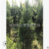 直升龙柏 土球好 冠幅好 花灌木 地被 球类 色块类 草花类 乔木