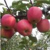 红将军苹果苗结果早高产泰山早霞苹果苗根系发达价低红露苹果树苗