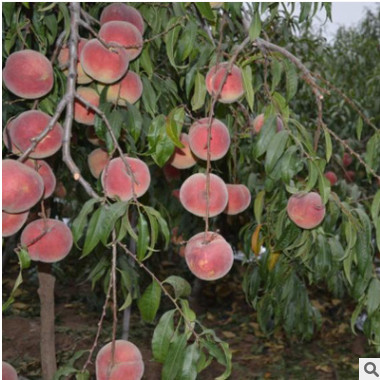 黑桃树苗直销抗病抗旱高产价格低冬桃树苗现挖现卖品种纯正桃树苗