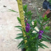 香彩雀 袋苗 中山时花基地批发