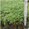 中山苗木基地供应 波斯菊 袋苗 时花