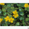 荇菜 铺地竹 各种 水生 植物苗 精品 成活率高 根系旺 绿化 工程