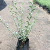 花叶女贞 袋苗 中山花木基地批发